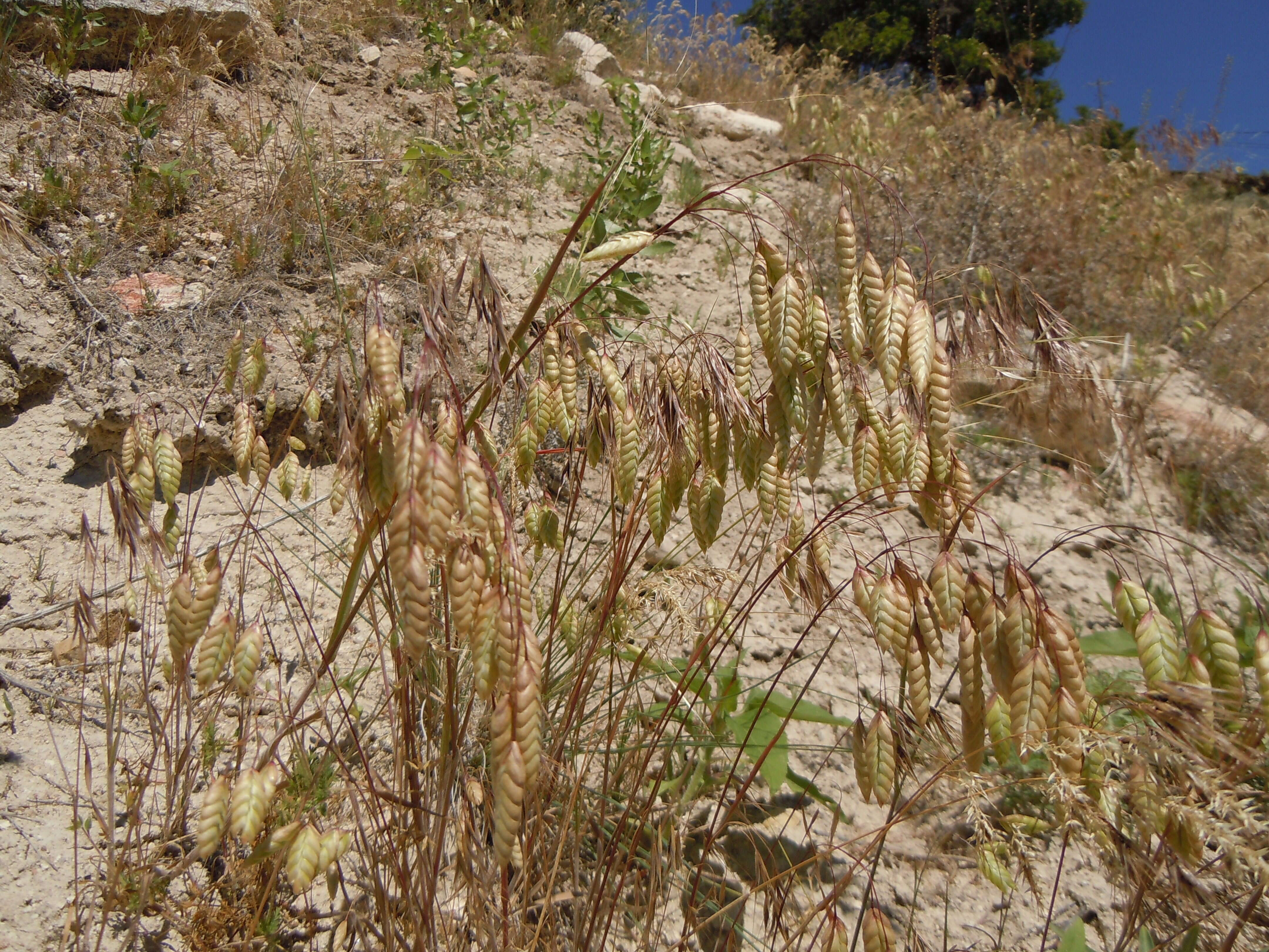 Image of rattlesnake brome