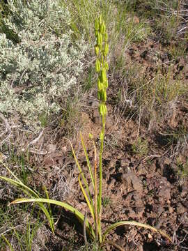 Image of foothill deathcamas