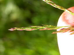 Image of creeping bentgrass