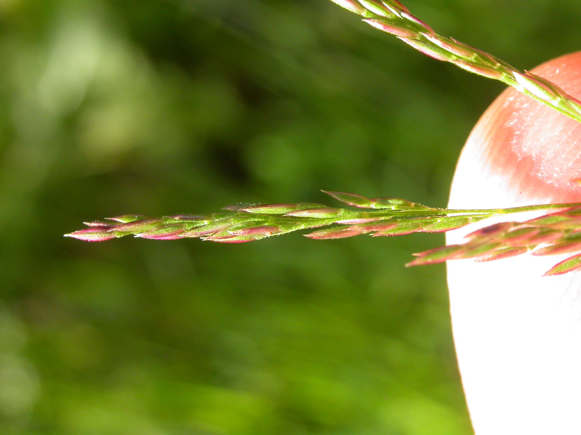 Image of creeping bentgrass