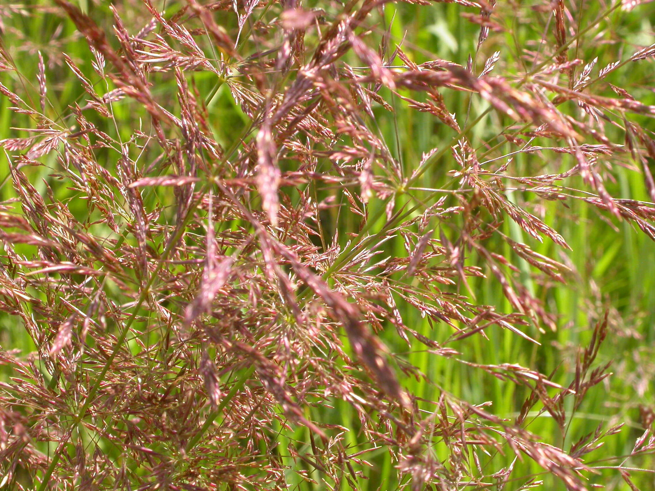 Image of creeping bentgrass