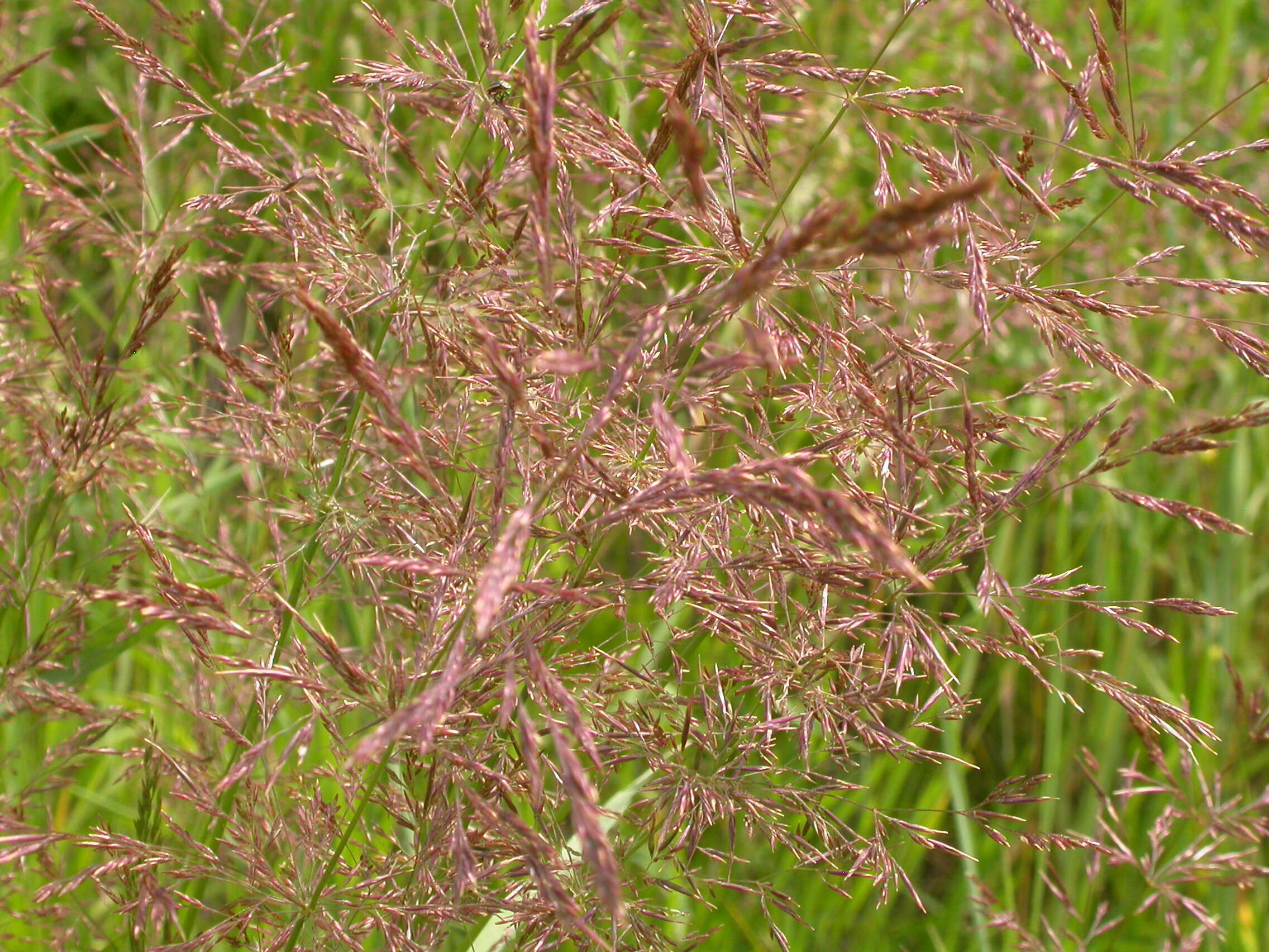 Image of creeping bentgrass