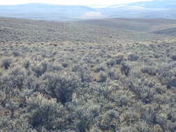 Imagem de Artemisia tridentata (Nutt.) W. A. Weber