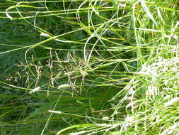 Image of creeping bentgrass