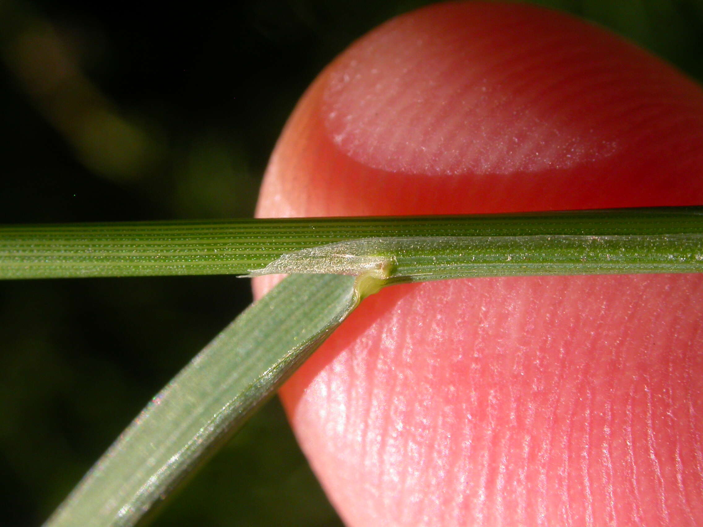 Image of creeping bentgrass