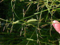 Image of creeping bentgrass