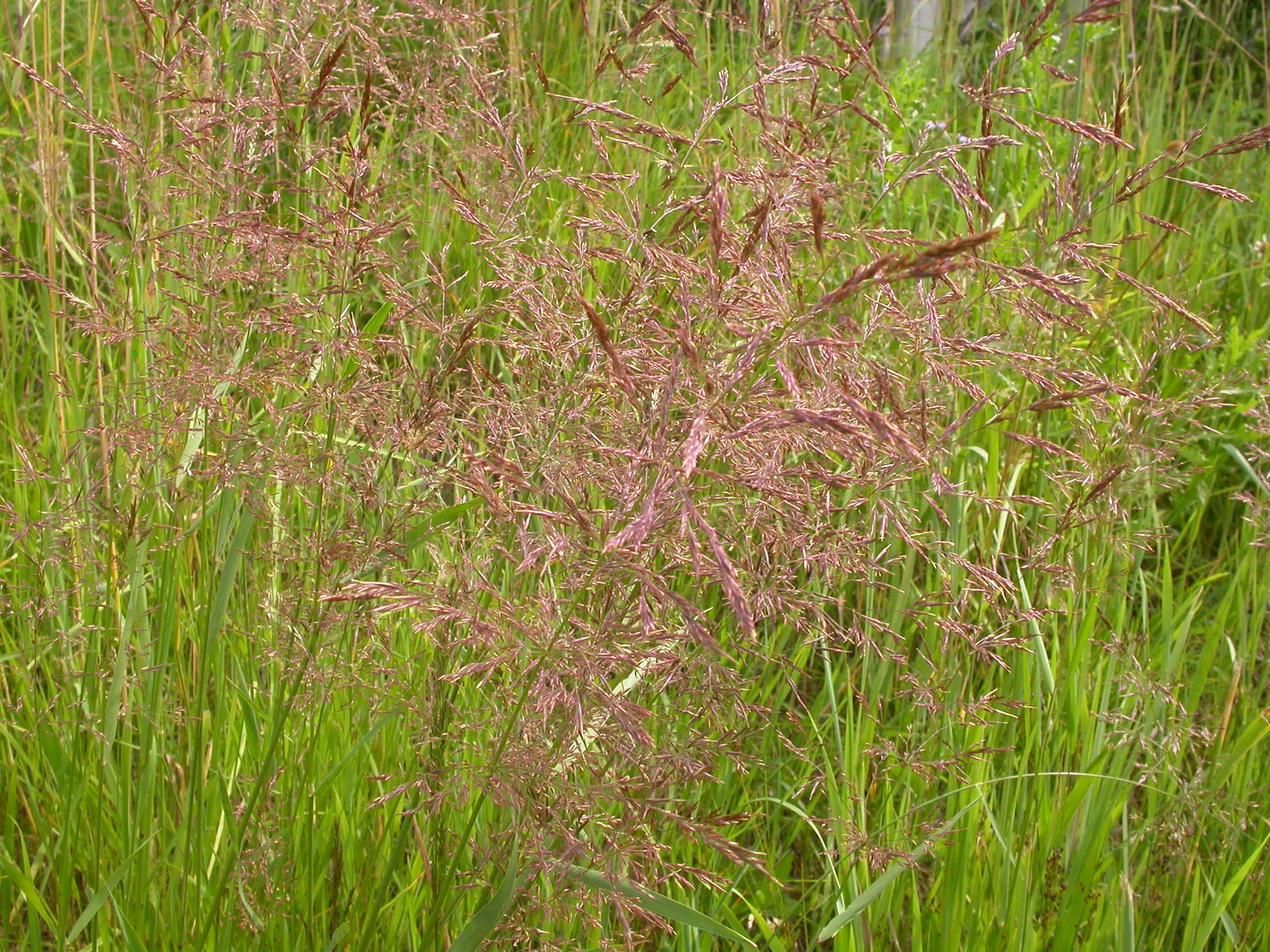 Image of creeping bentgrass