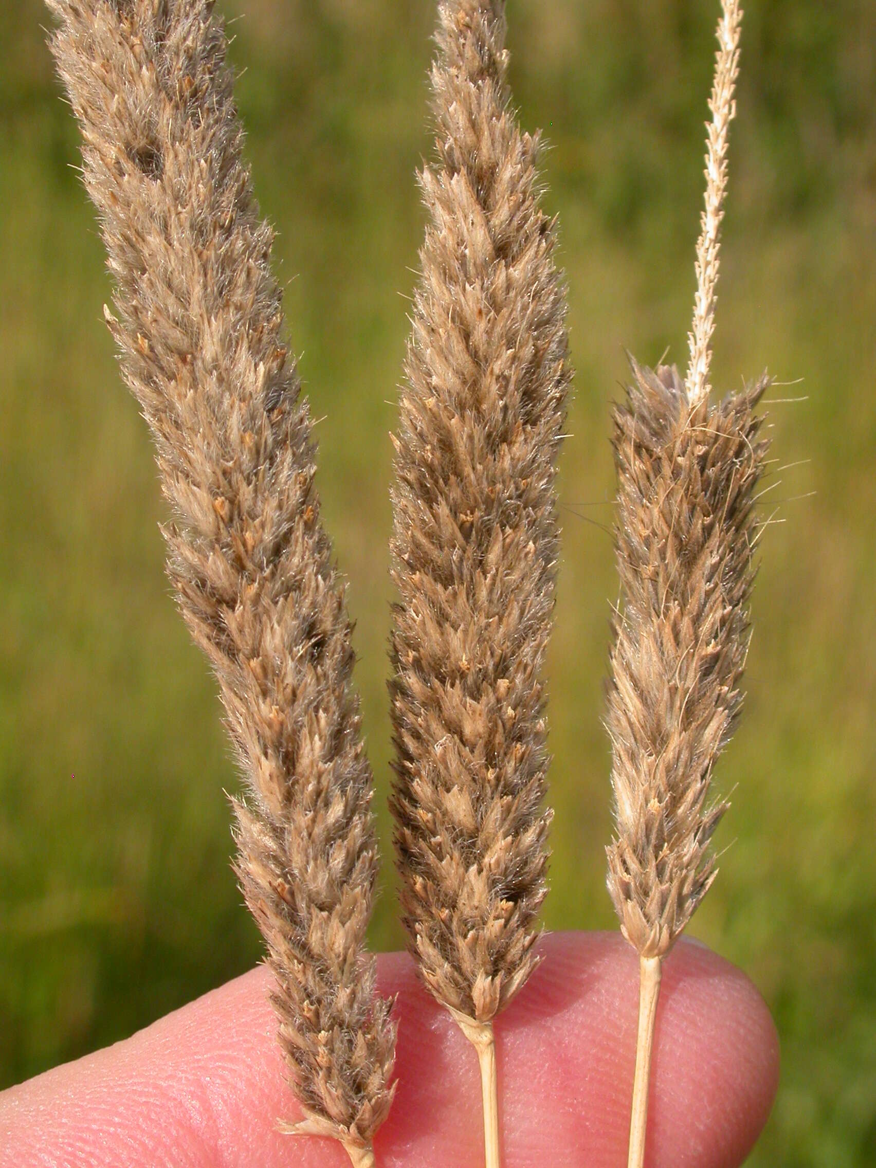 Image of Creeping Foxtail