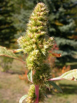 Image of redroot amaranth