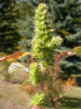 Image of redroot amaranth