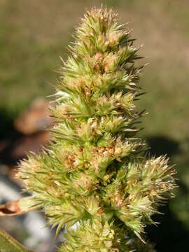 Image of redroot amaranth