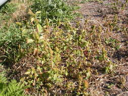 Image of redroot amaranth