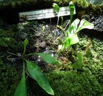 Sivun Utricularia longifolia Gardn. kuva