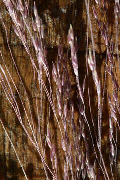 Imagem de Agrostis idahoensis Nash