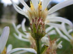 Image of Engelmann's aster