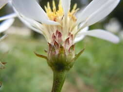 Image of Engelmann's aster