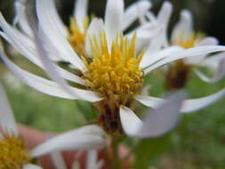 Image of Engelmann's aster