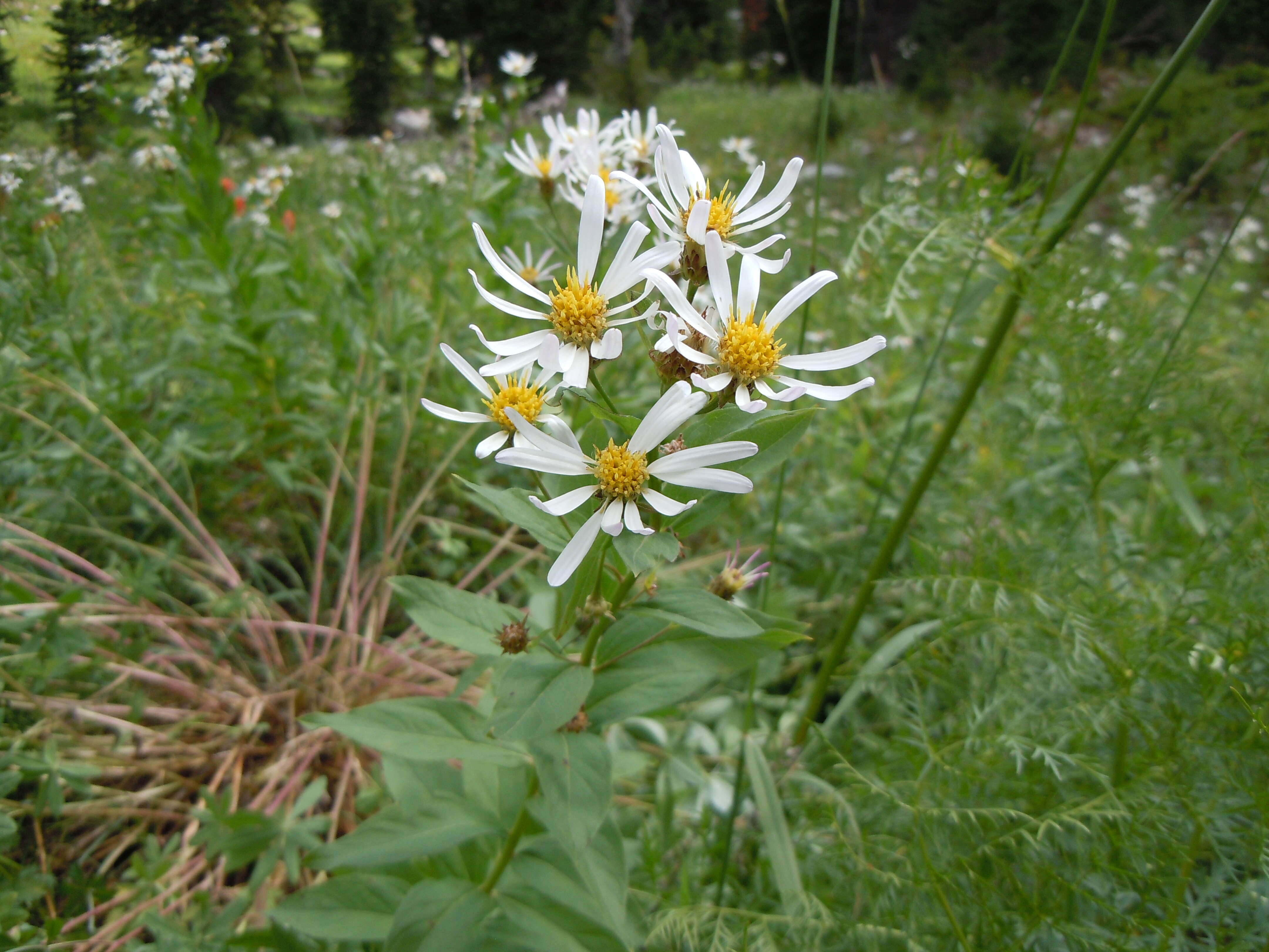 Image of Engelmann's aster