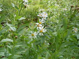 Image of Engelmann's aster