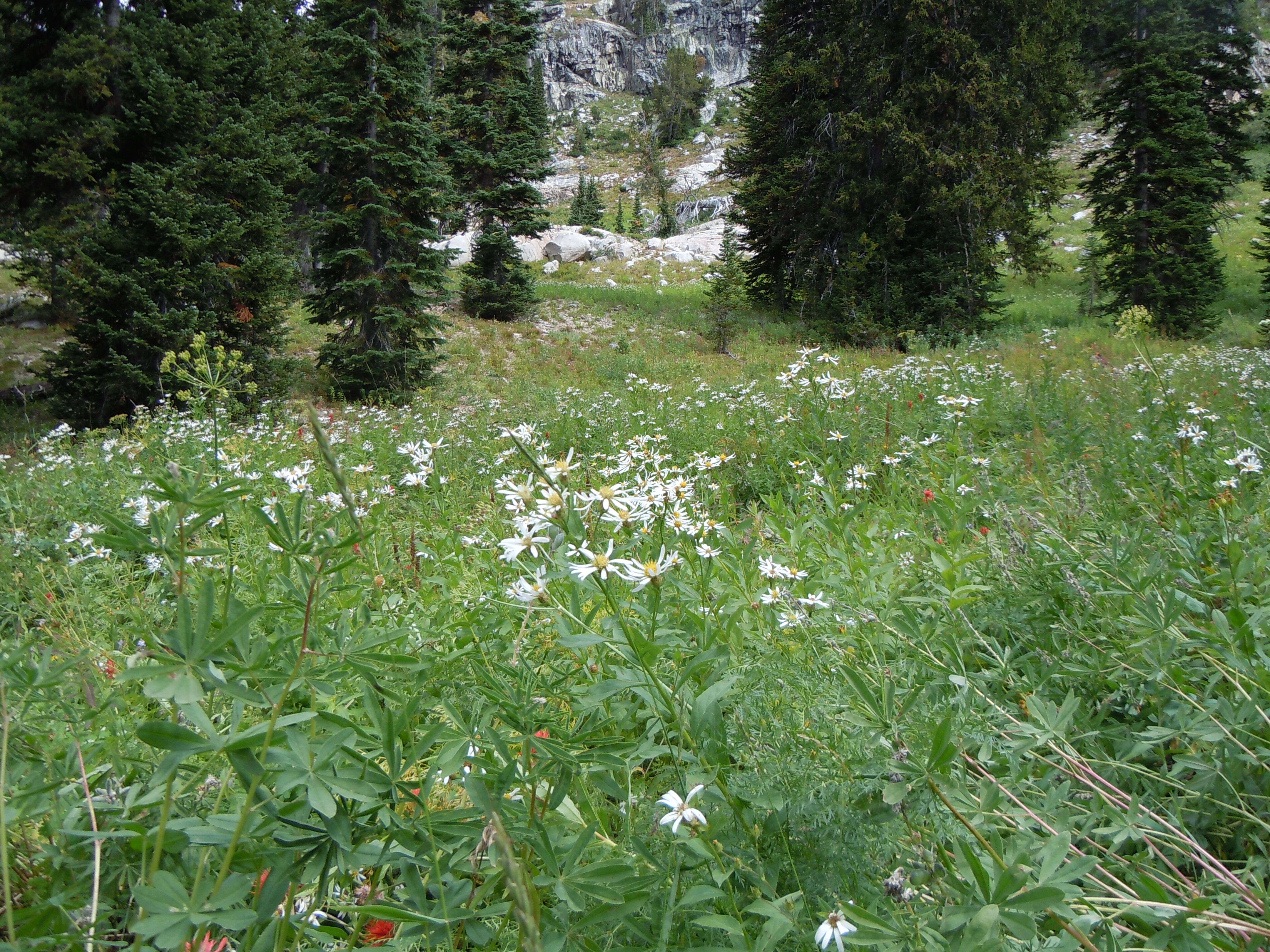 Image of Engelmann's aster