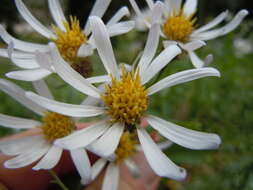 Image of Engelmann's aster