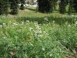 Image of Engelmann's aster