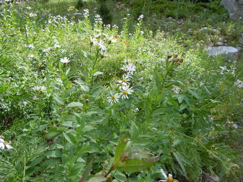 Image of Engelmann's aster