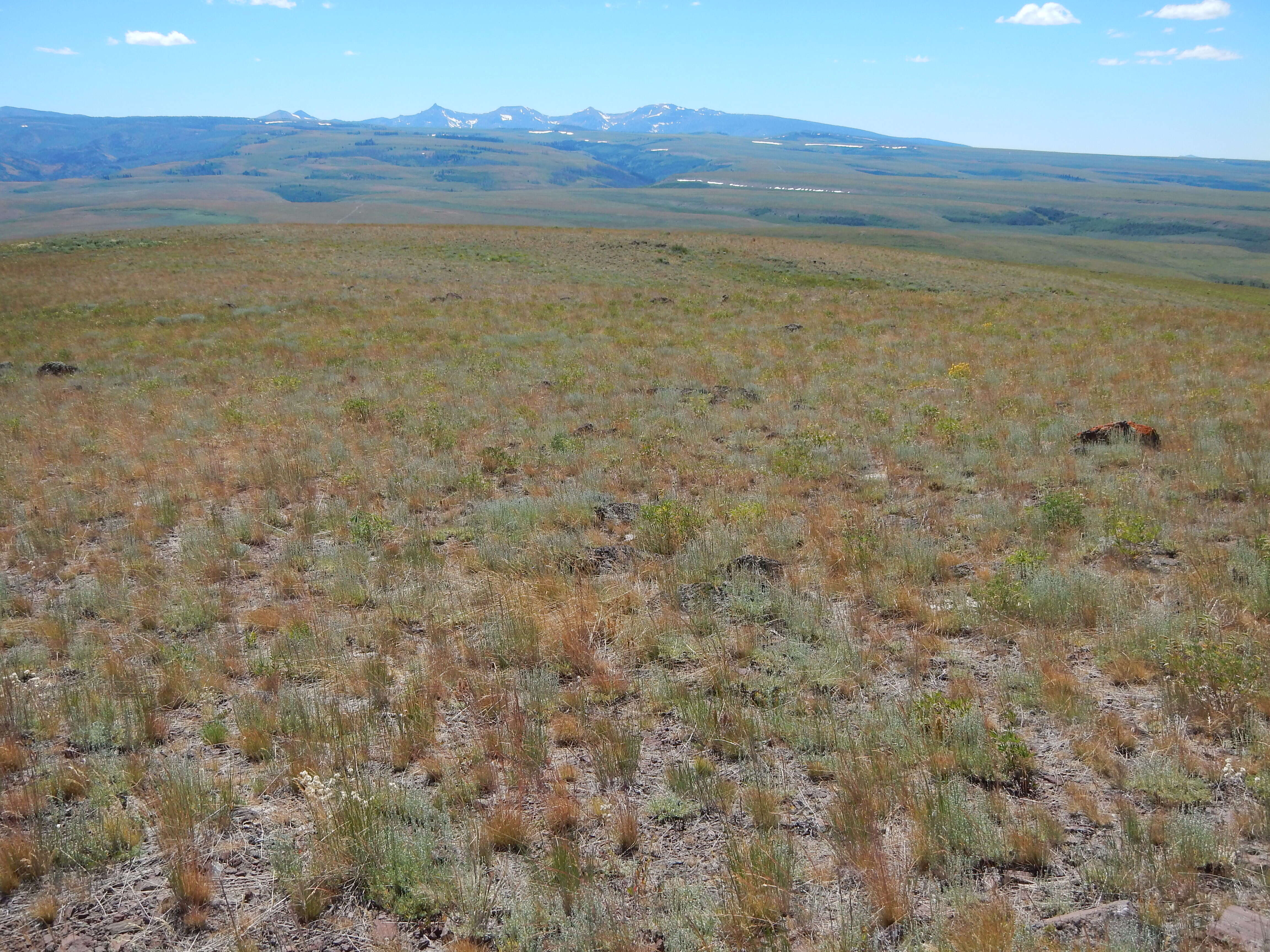 Image of low sagebrush