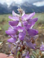 Imagem de Lupinus argenteus Pursh