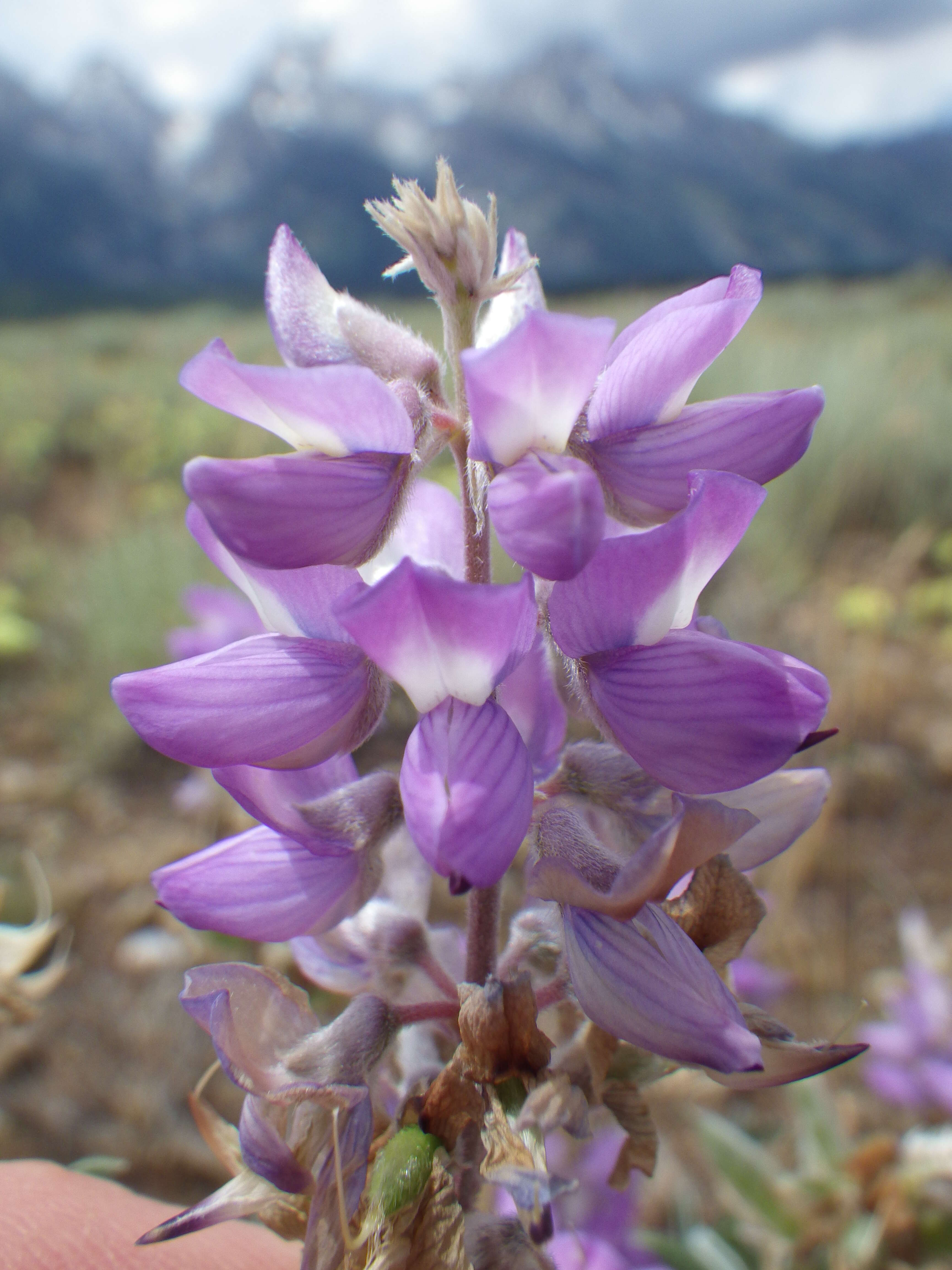 Imagem de Lupinus argenteus Pursh