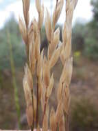 Image de Melica bulbosa Porter & J. M. Coult.