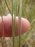 صورة Melica bulbosa Porter & J. M. Coult.