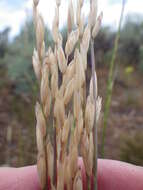 Image de Melica bulbosa Porter & J. M. Coult.