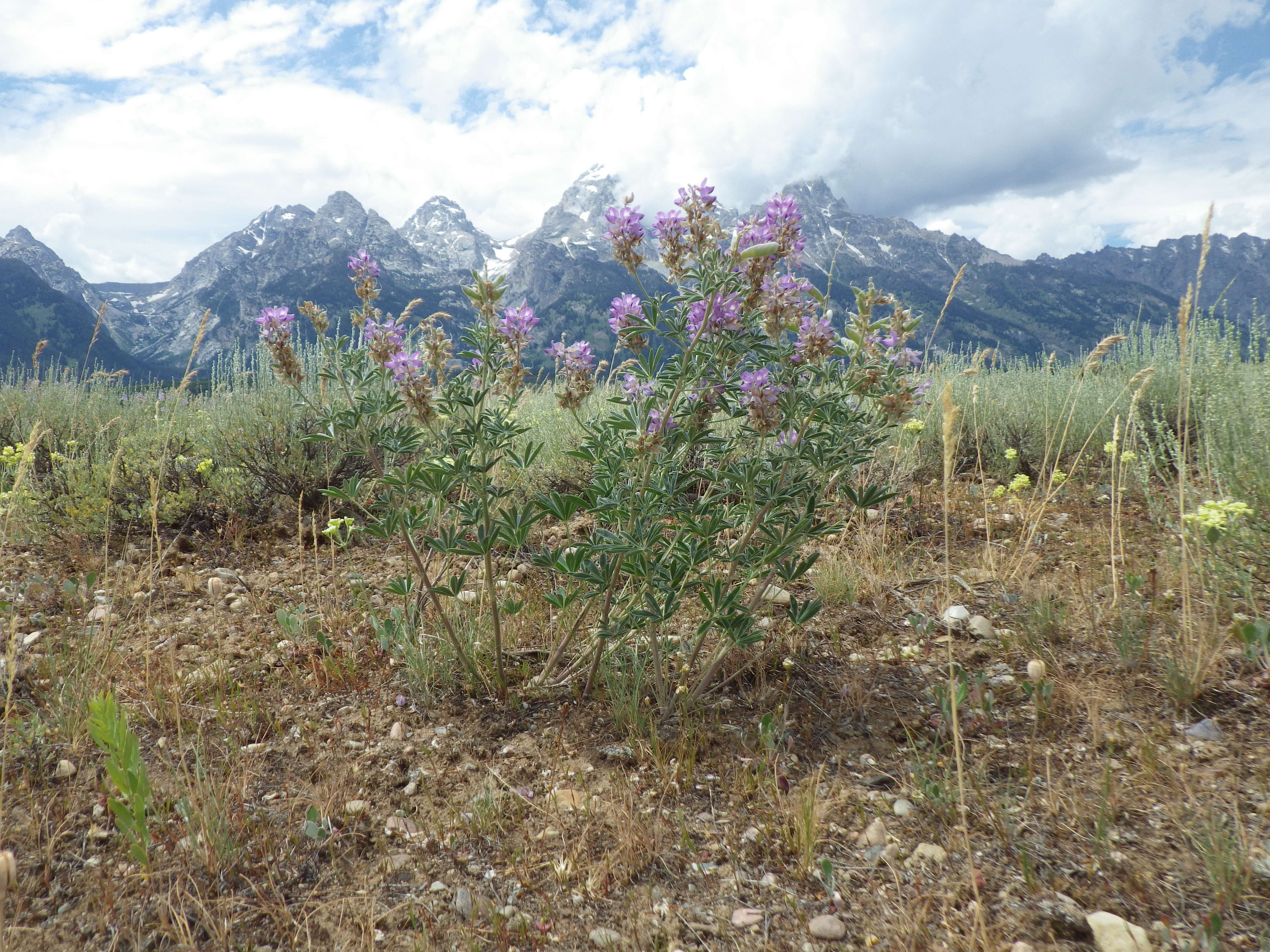 Imagem de Lupinus argenteus Pursh