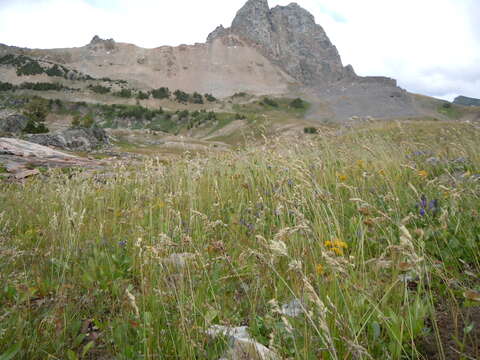 Image de Poa fendleriana (Steud.) Vasey