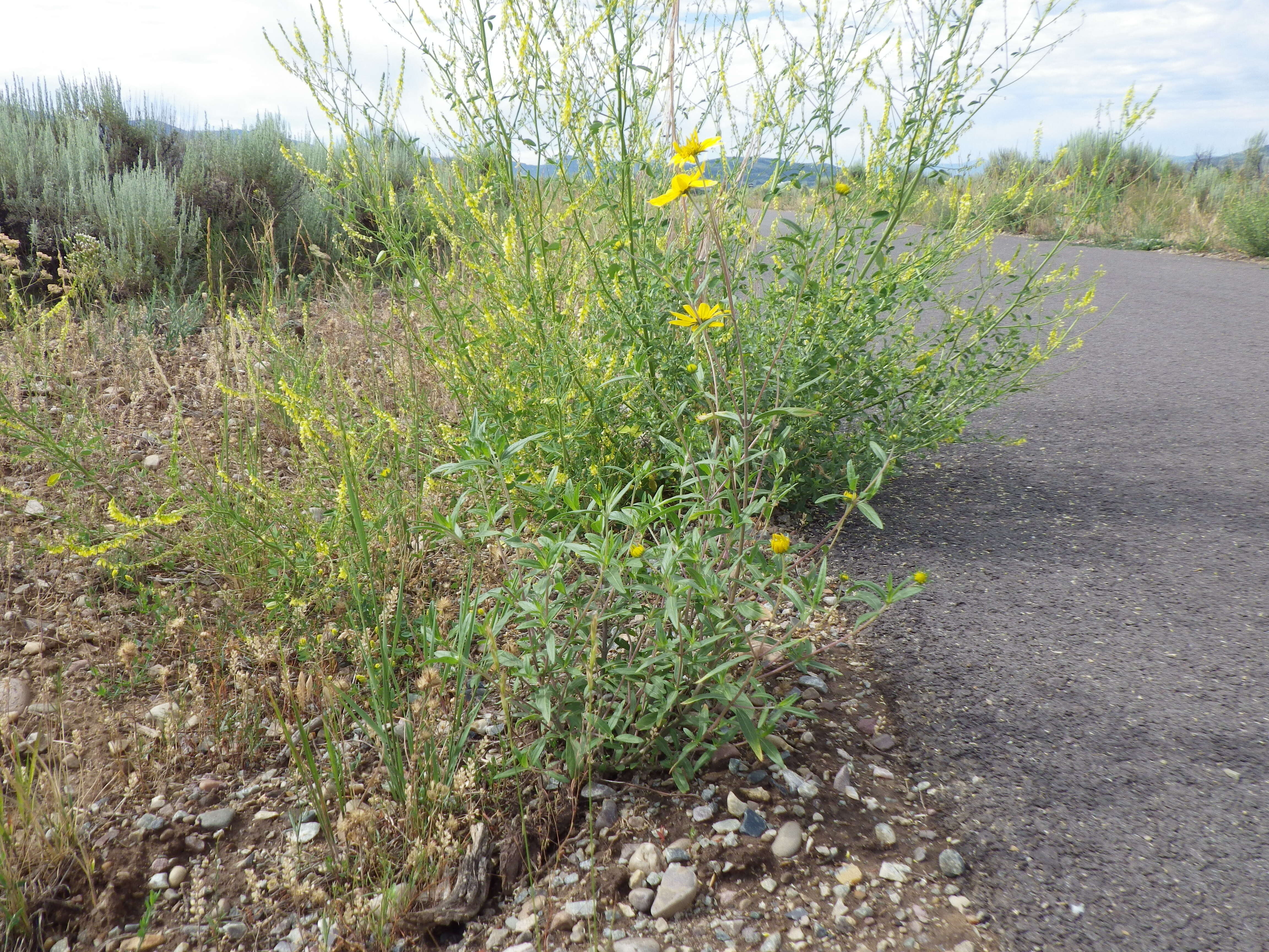 Image de Heliomeris multiflora Nutt.