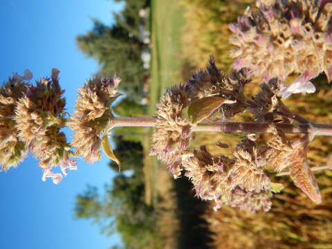 Image of Catnip