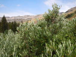 Image of Lemmon's willow