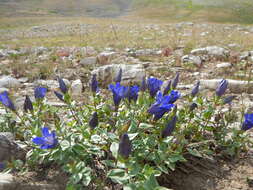 Image of Bog Gentian