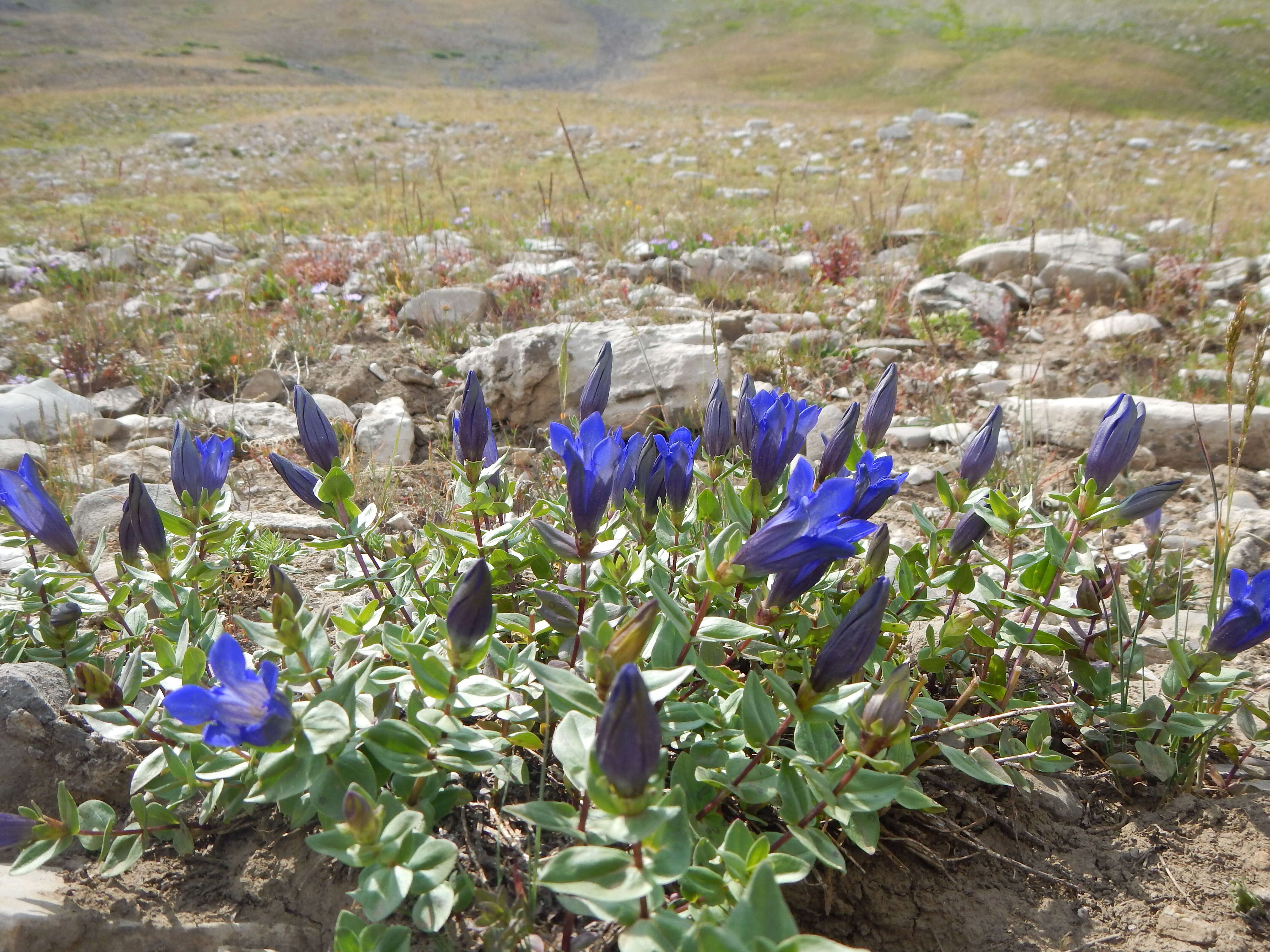 Image of Bog Gentian