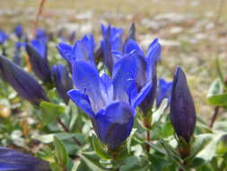 Image of Bog Gentian