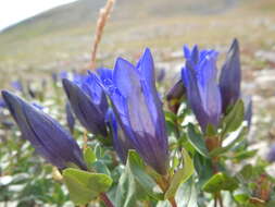 Image of Bog Gentian