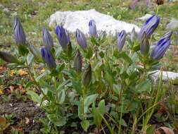 Image of Bog Gentian