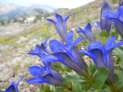 Image of Bog Gentian