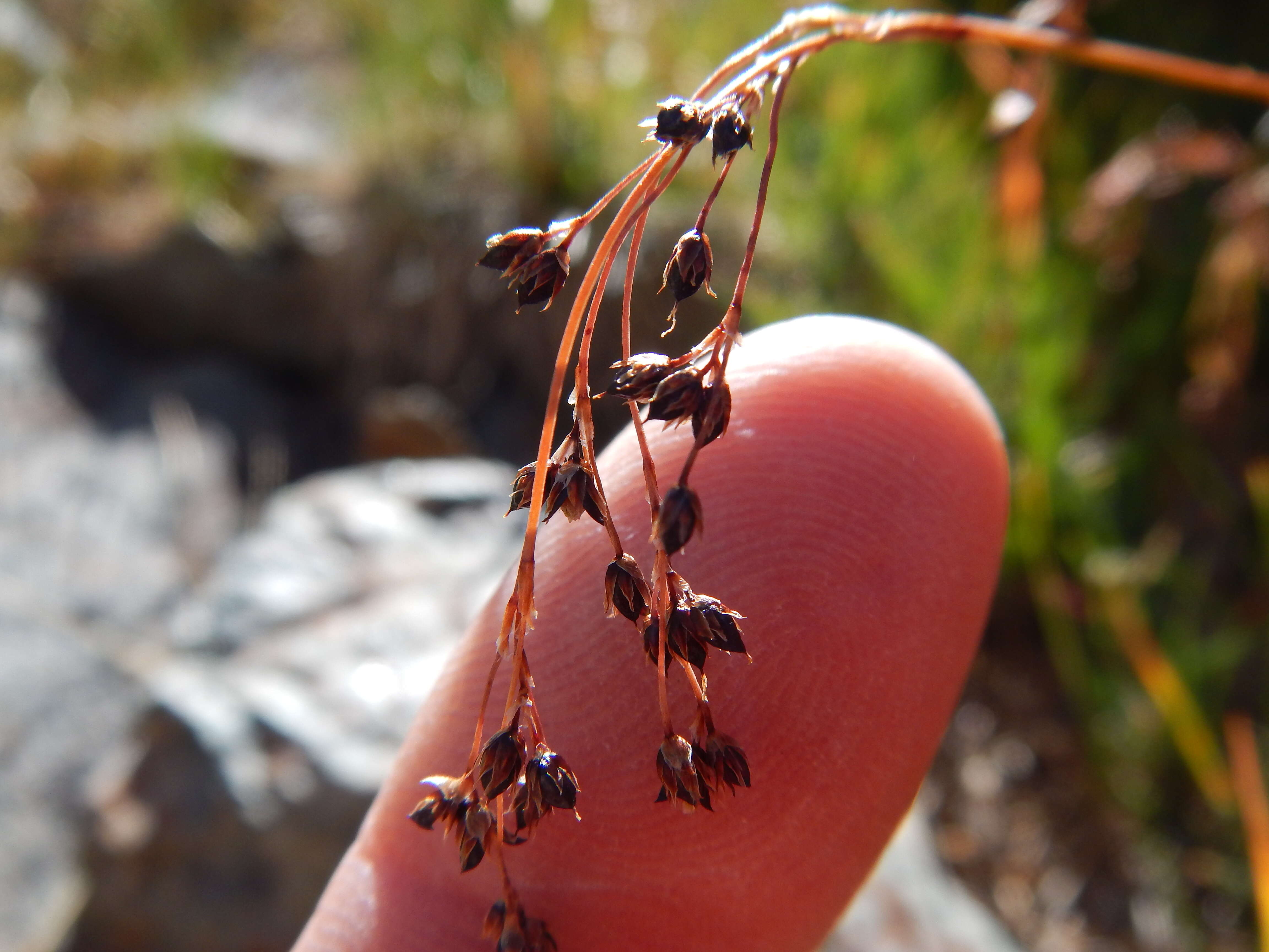 Image de Luzula parviflora (Ehrh.) Desv.