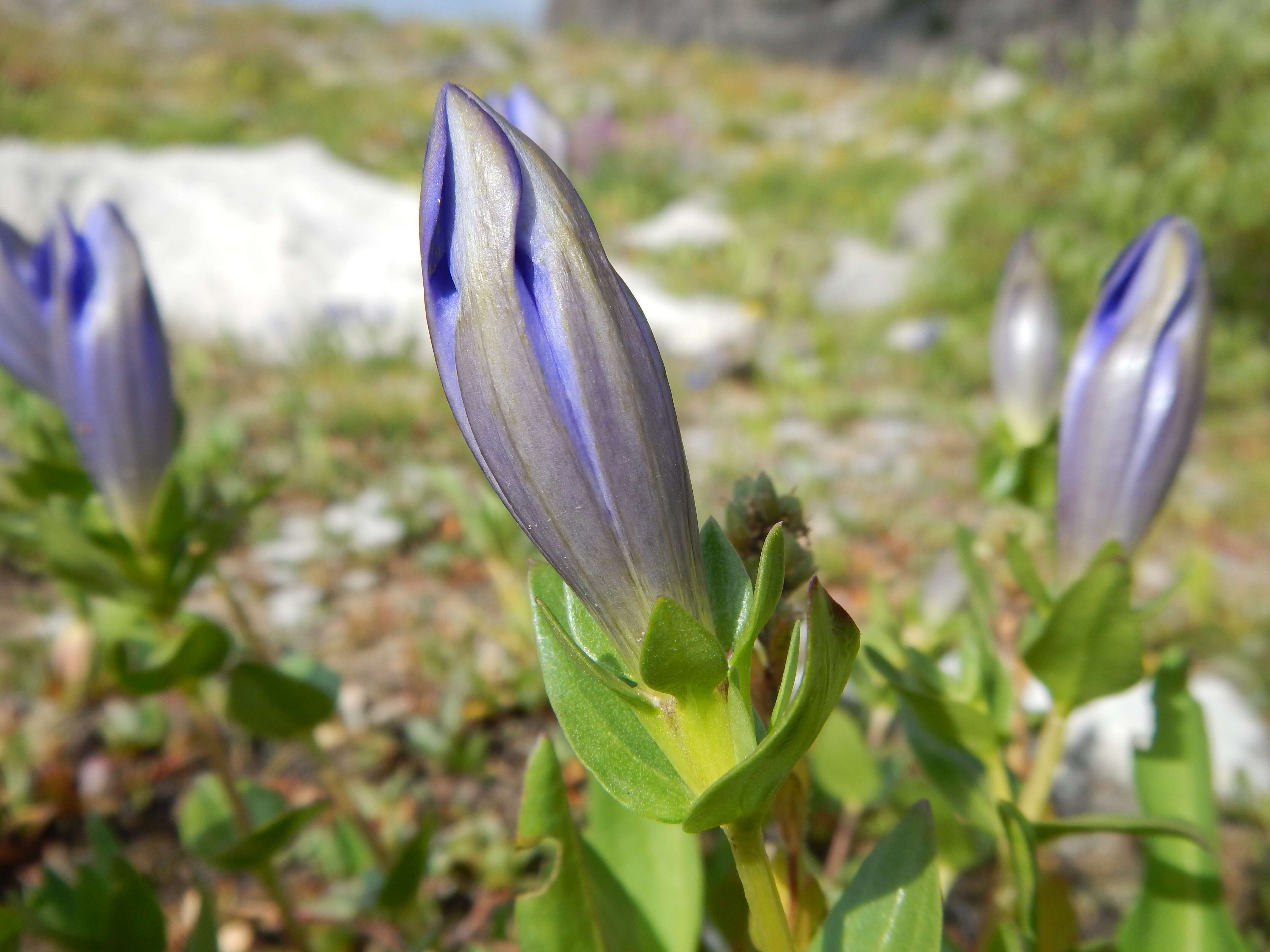 Image of Bog Gentian