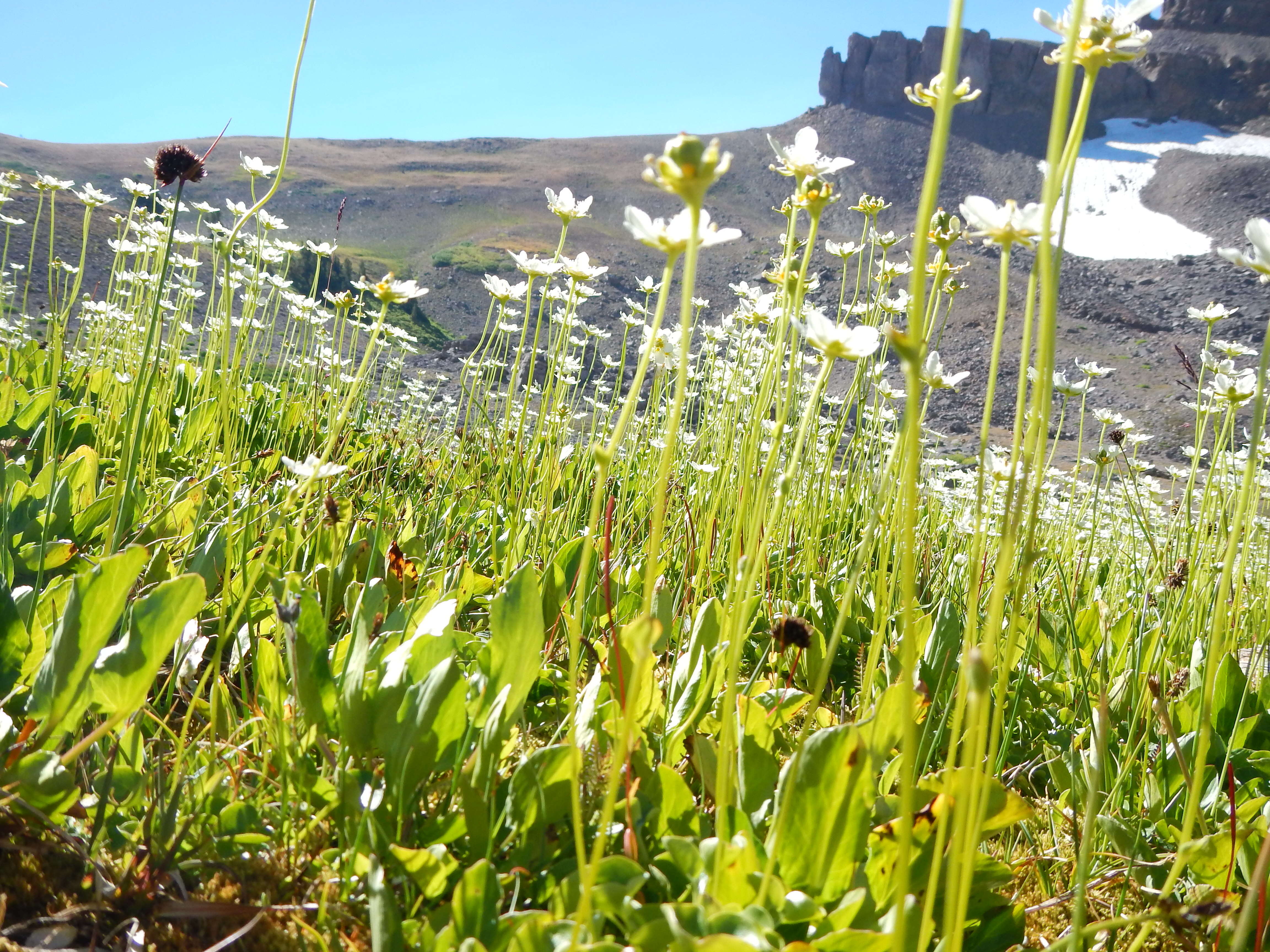 Image of fringed grass of Parnassus