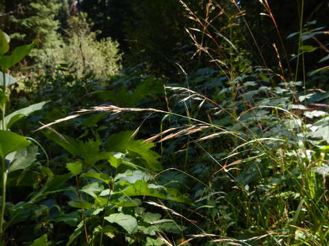 Imagem de Bromus vulgaris (Hook.) Shear