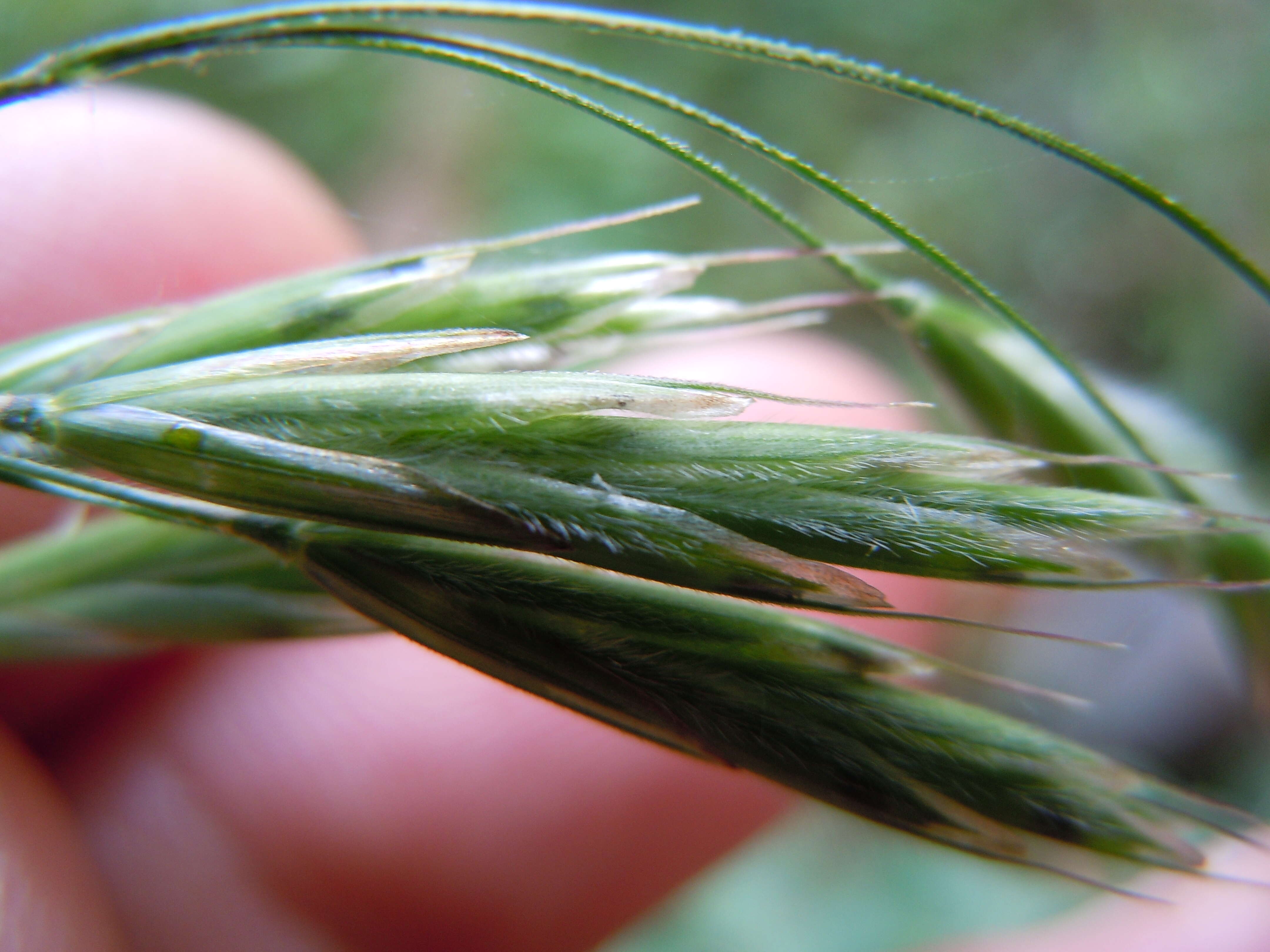 Imagem de Bromus ciliatus L.