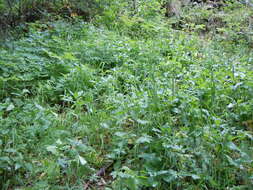 Image of fringed brome